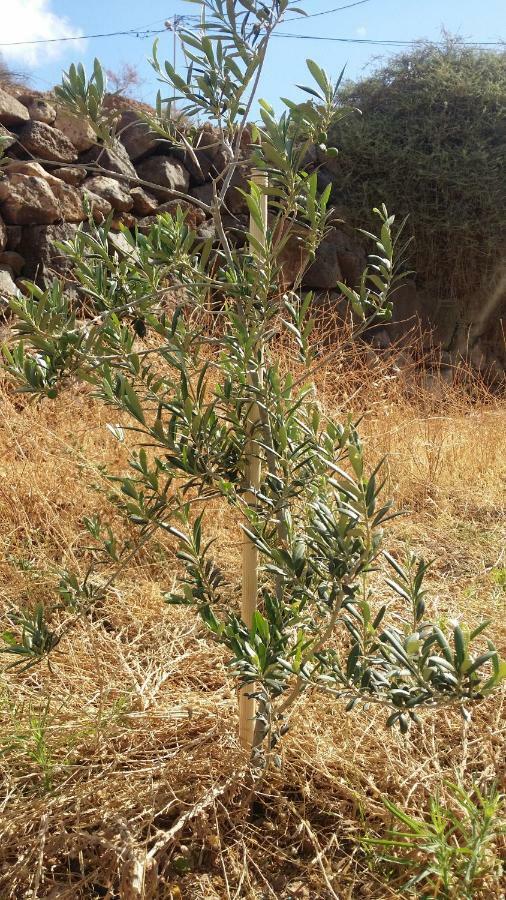 Casa Blas بويرتو ديل روزاريو المظهر الخارجي الصورة
